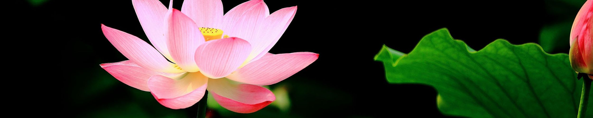 photo d'une fleurs de lotus