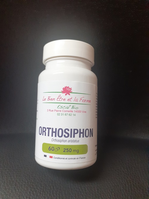 orthosiphon