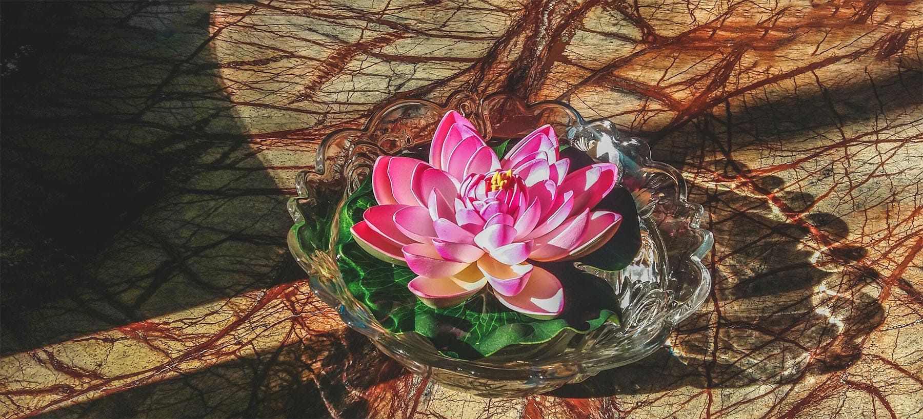 photo d'une fleurs de lotus